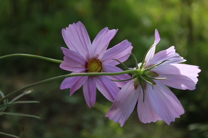小花一组