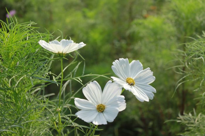 小花一组
