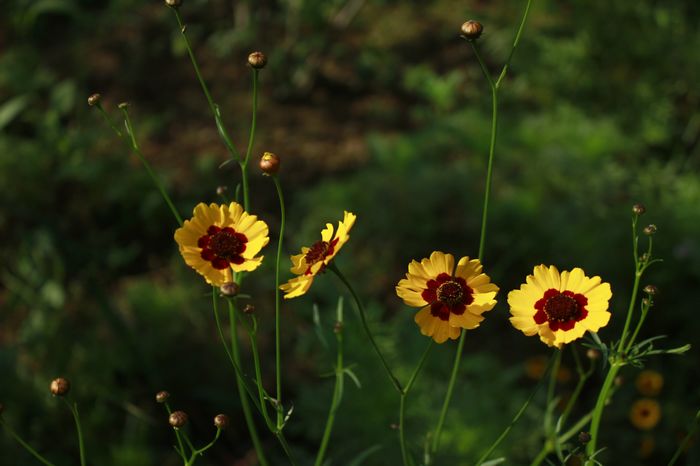小花一组