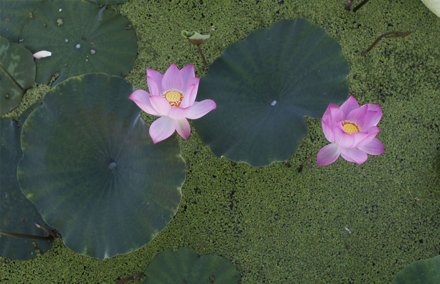 那时花开（不断添加中）