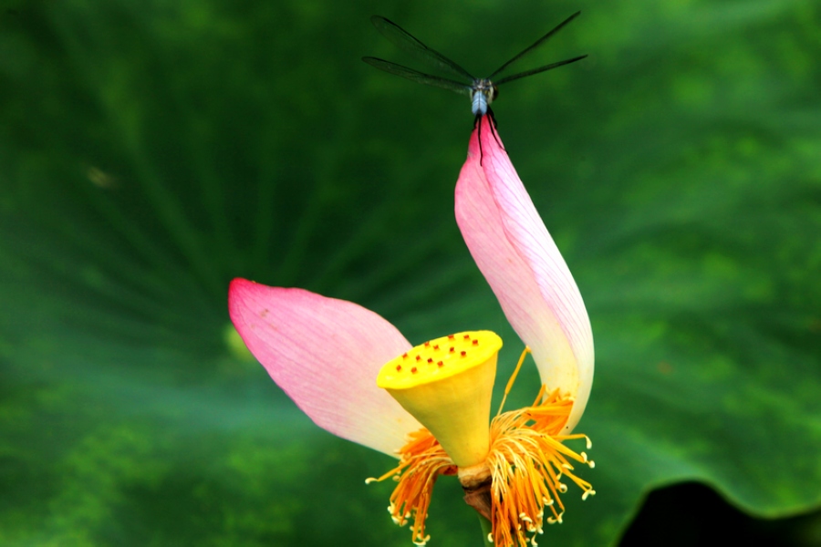 蜻蜓靓影