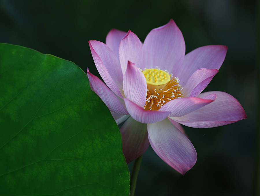 那时花开（不断添加中）