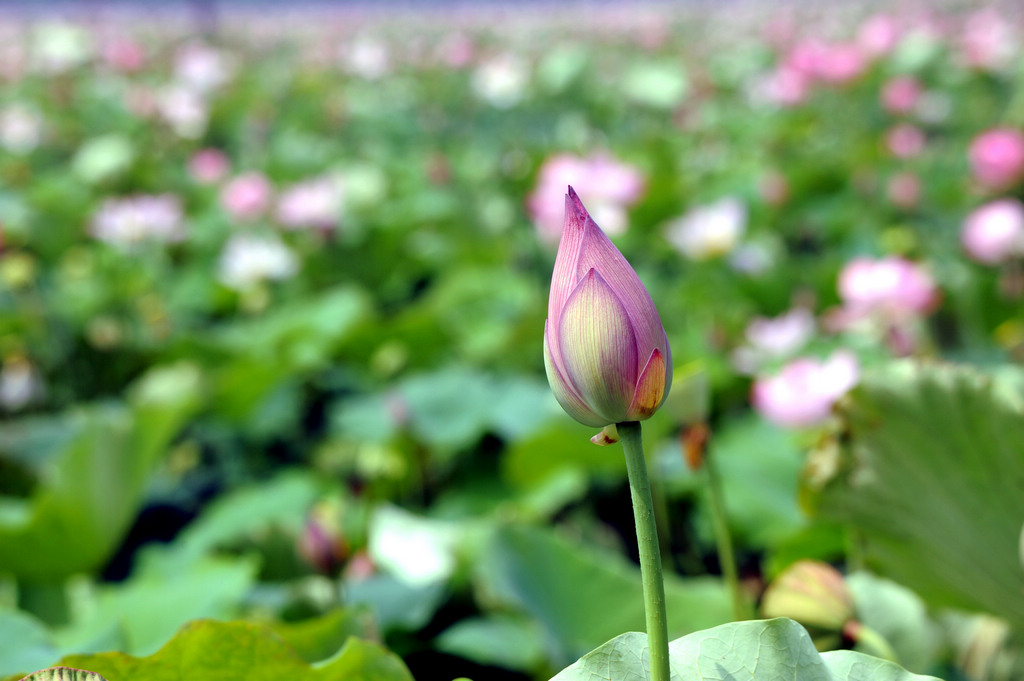 婀娜多姿