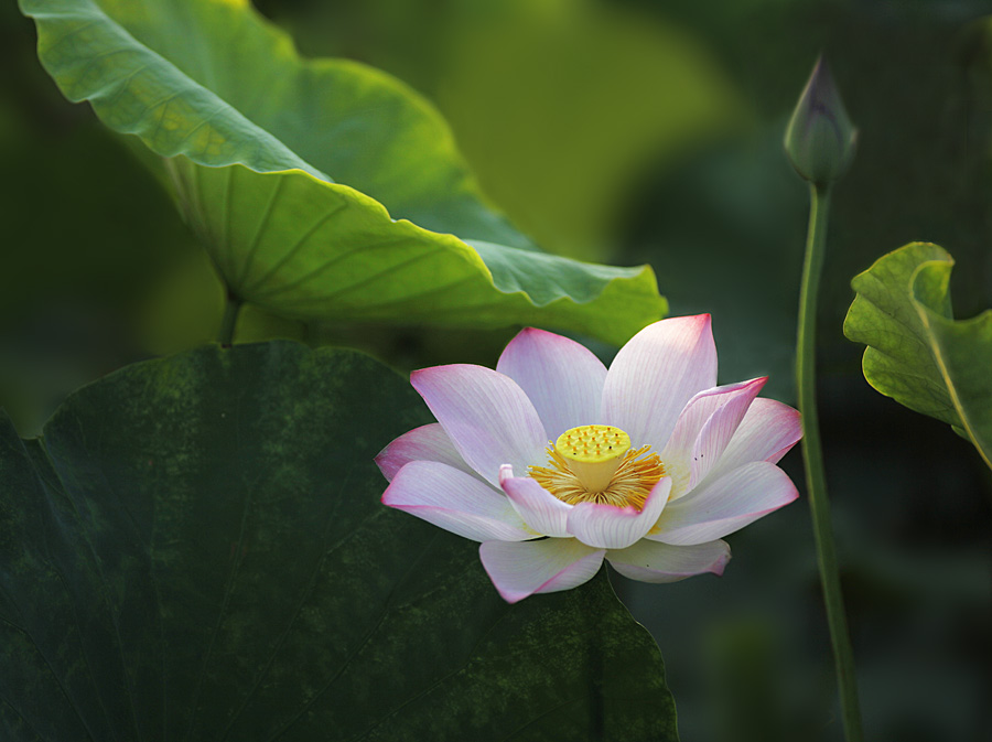 那时花开（不断添加中）