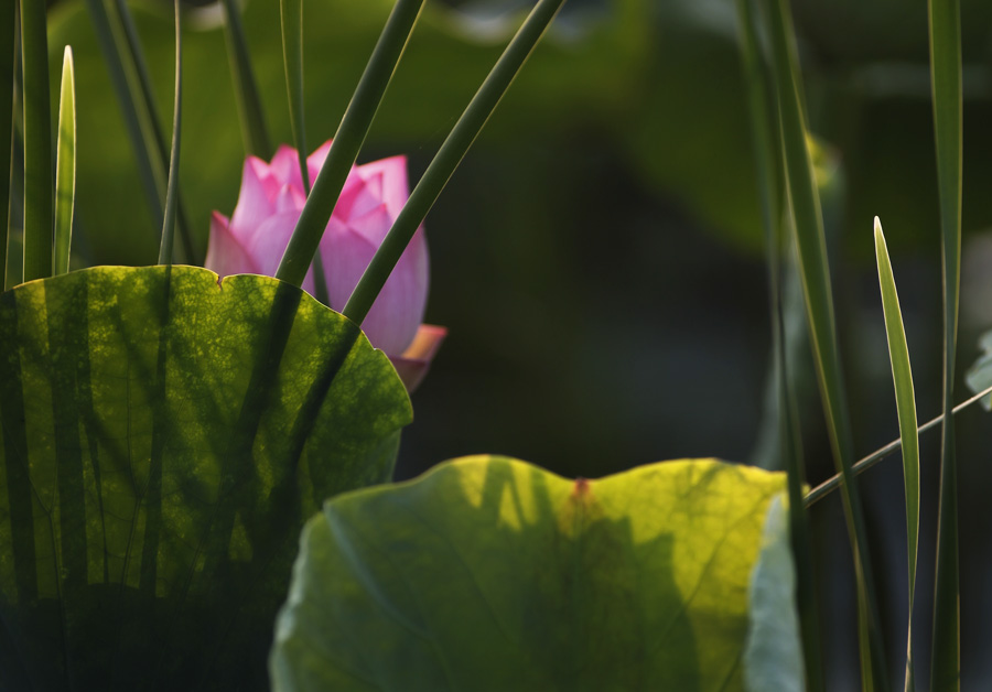 那时花开（不断添加中）