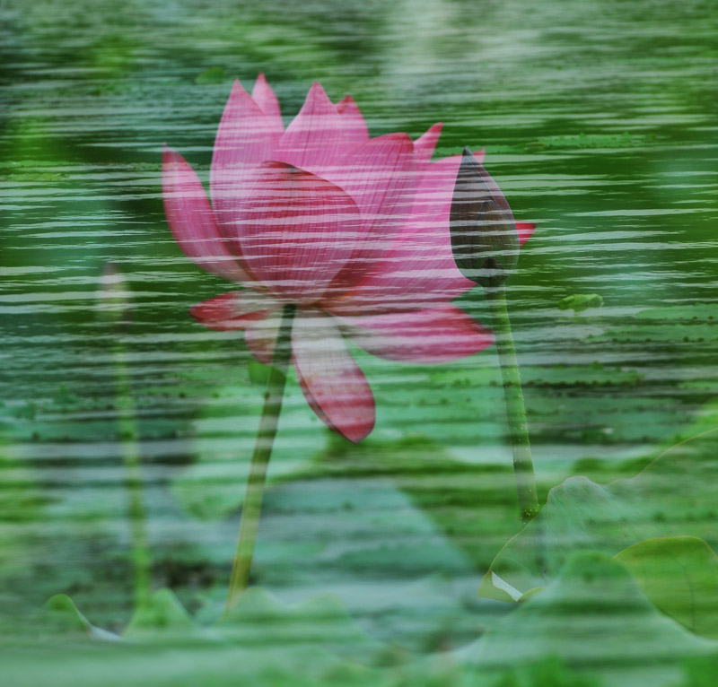 家花不比野花差-------------