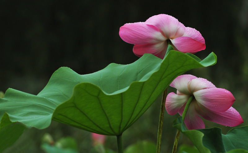 家花不比野花差-------------