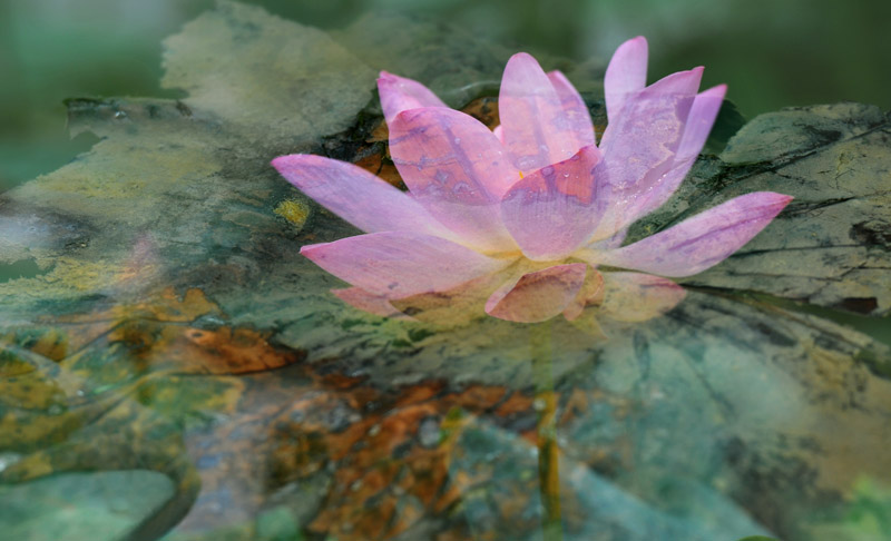 家花不比野花差-------------