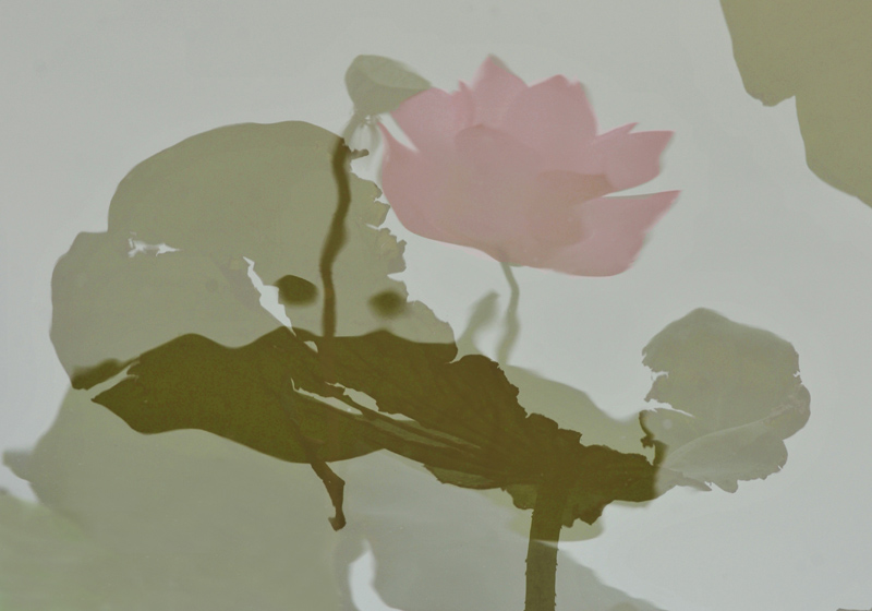 家花不比野花差-------------