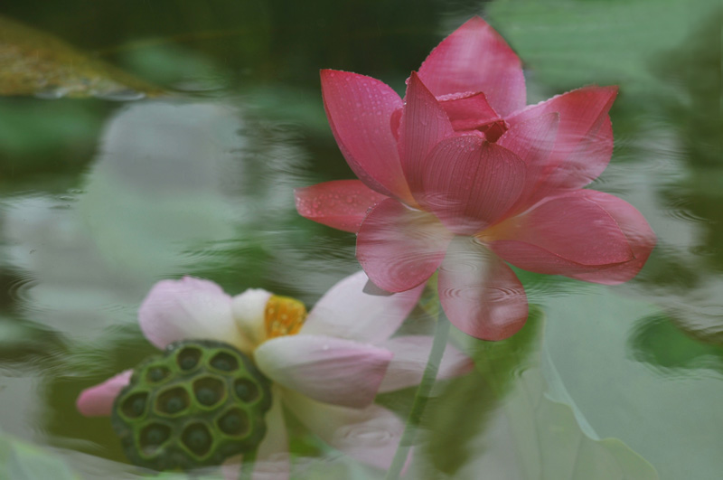 家花不比野花差-------------