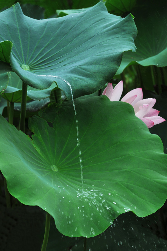 家花不比野花差-------------