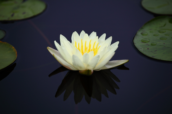 濮上观荷