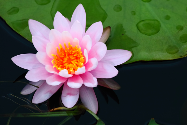 濮上观荷