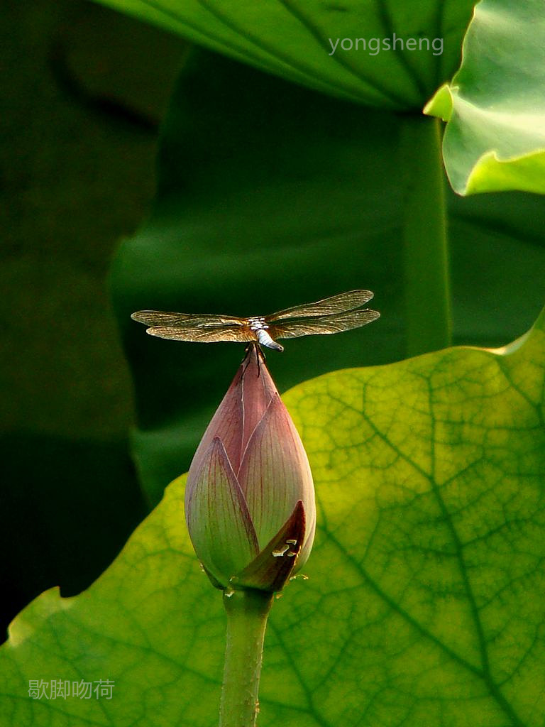 歇脚吻荷
