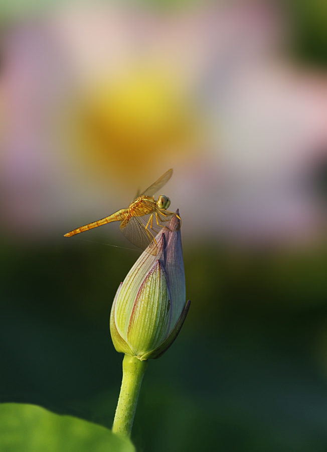 那时花开（不断添加中）