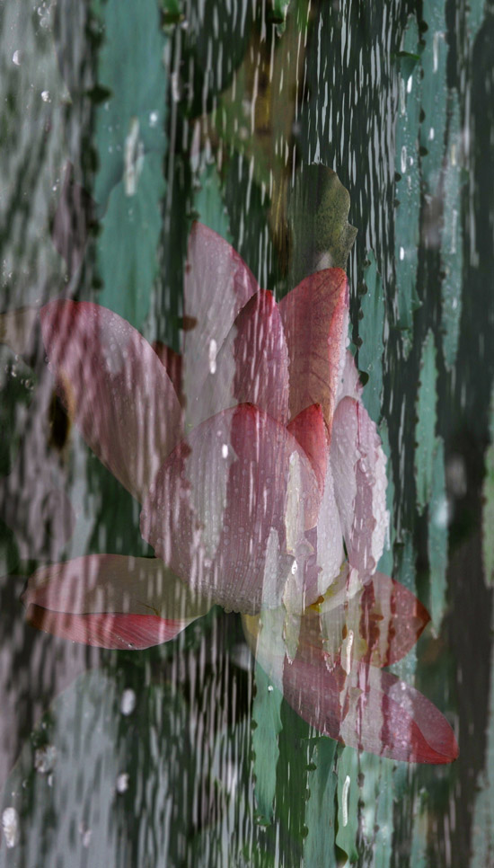 家花不比野花差-------------
