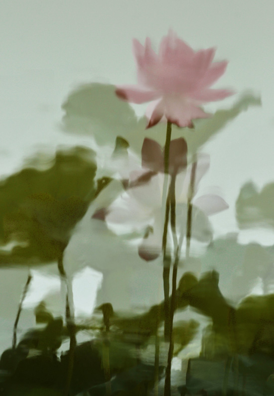 家花不比野花差-------------