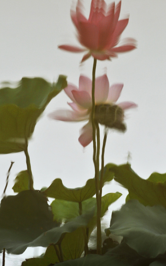 家花不比野花差-------------