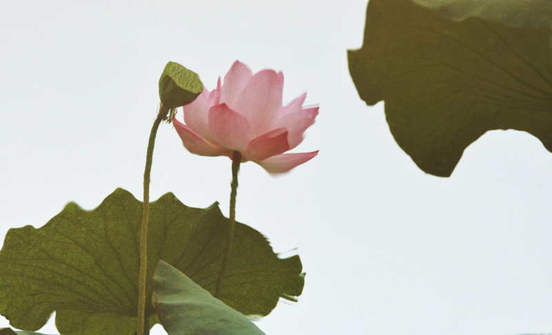 家花不比野花差-------------