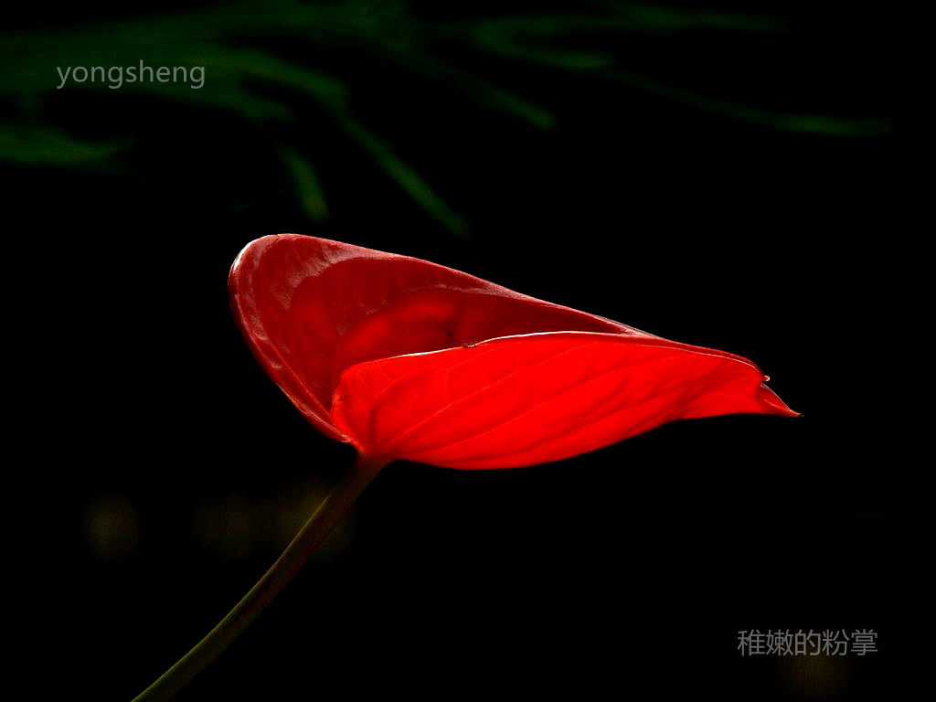 稚嫩的粉掌