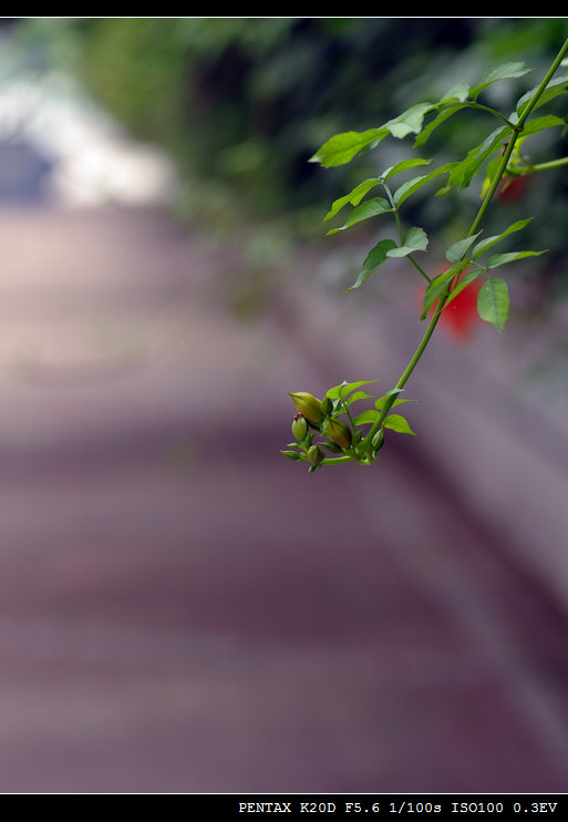 找寻秋天