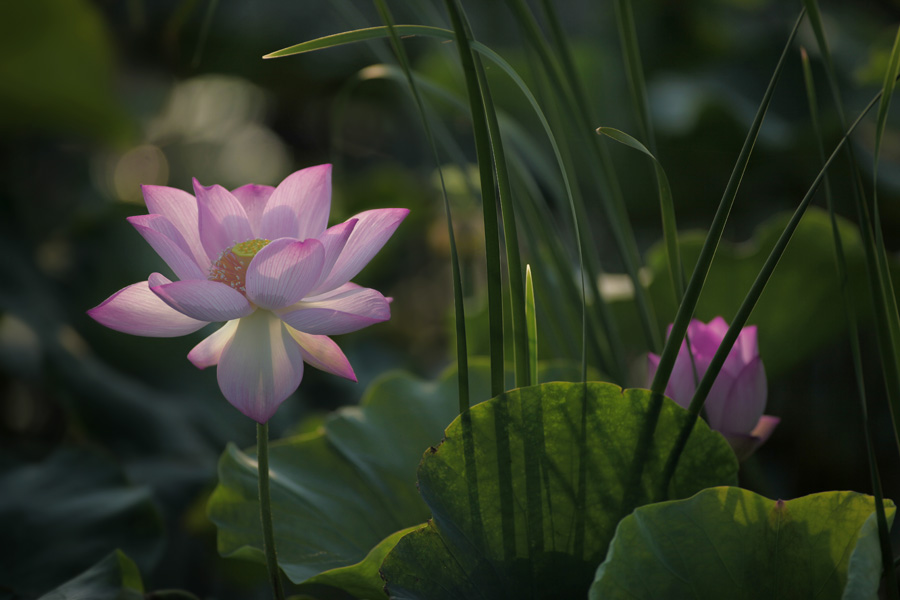 那时花开（不断添加中）