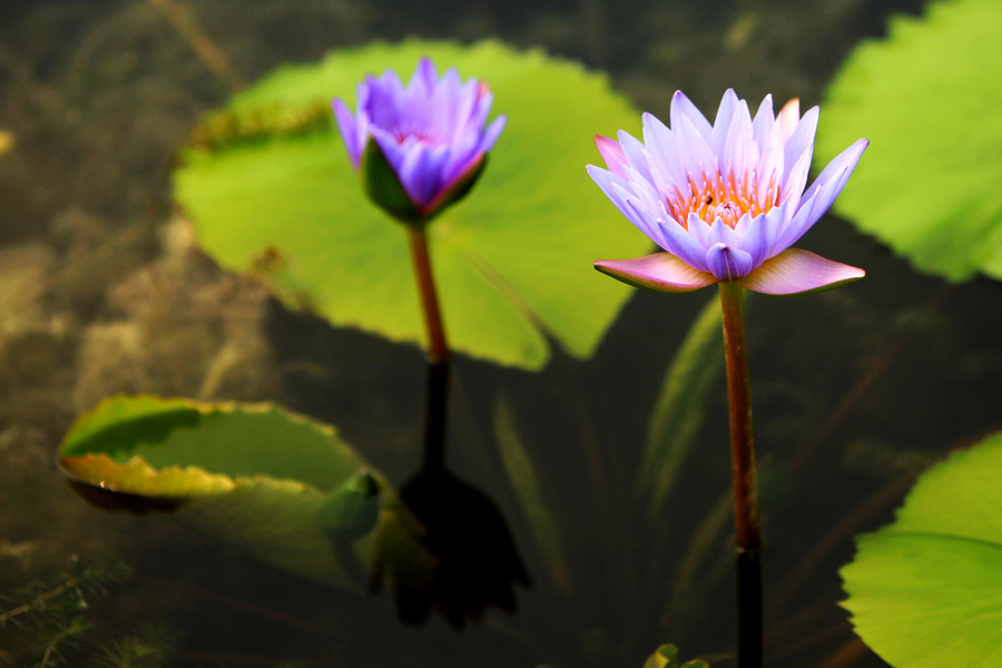 初秋荷韵