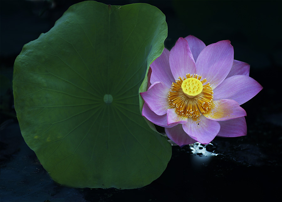 那时花开（不断添加中）