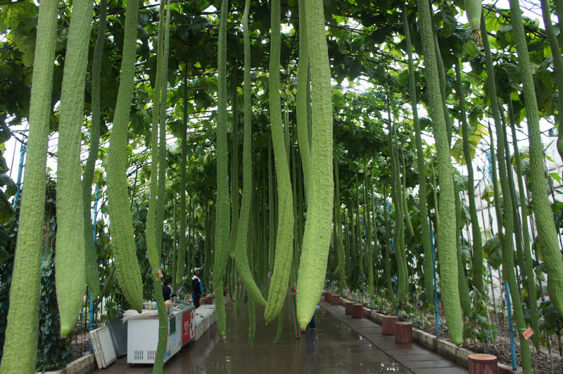 农业科技结硕果