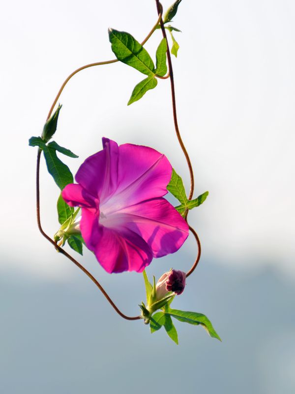 沐浴朝阳的牵牛花