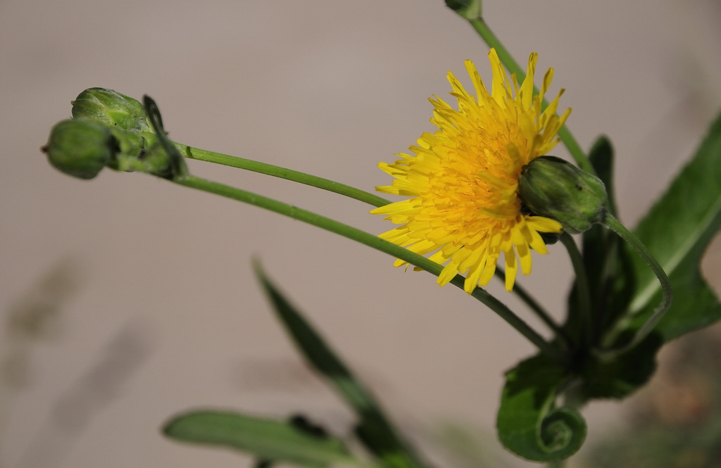 野菊花啊，野菊花！