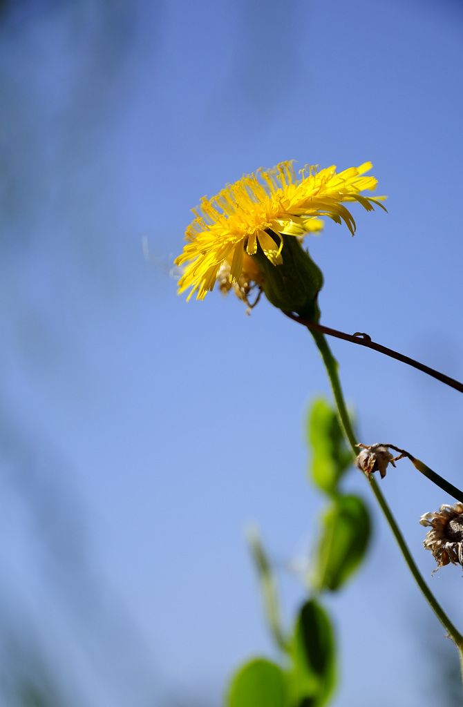 野菊花啊，野菊花！