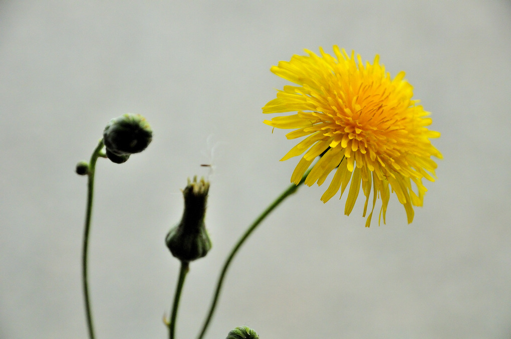 菊花与马蹄莲