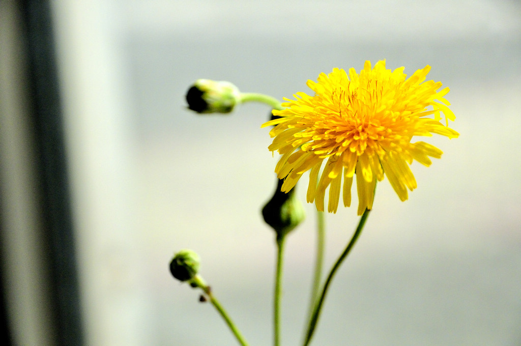 菊花与马蹄莲
