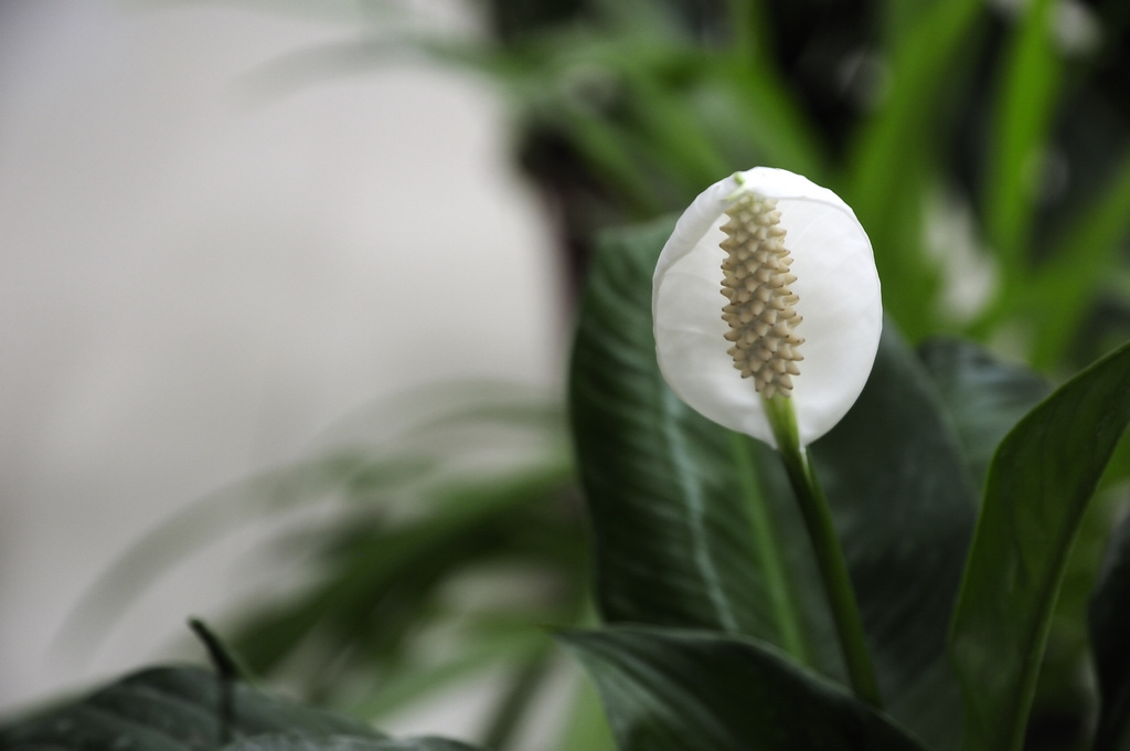 菊花与马蹄莲