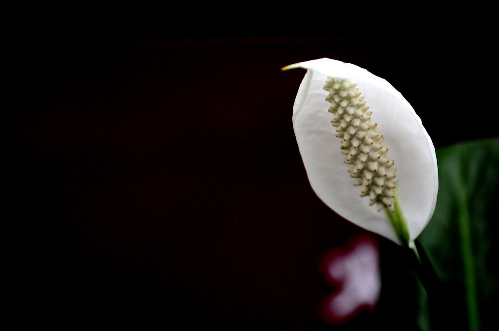 菊花与马蹄莲