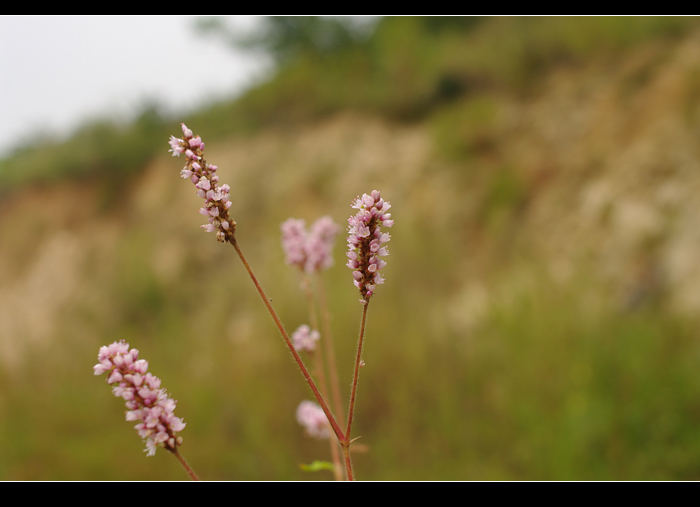 虫虫草草