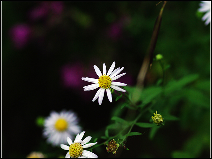 虫虫草草