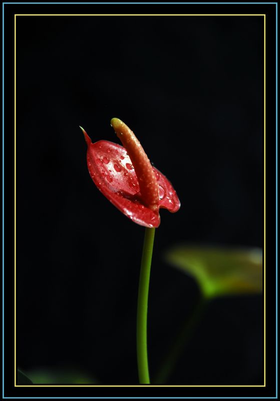 花韵