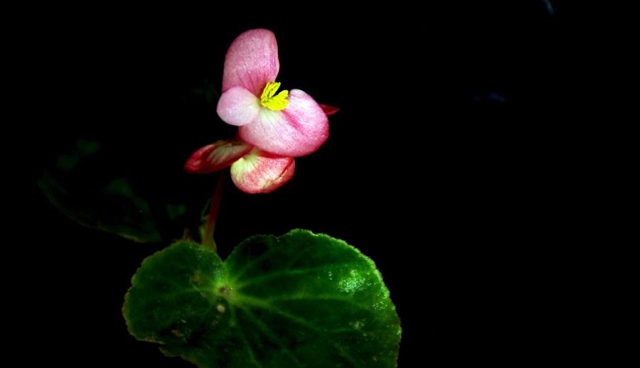 花韵