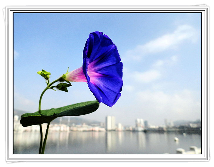 小花