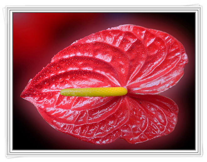 小花