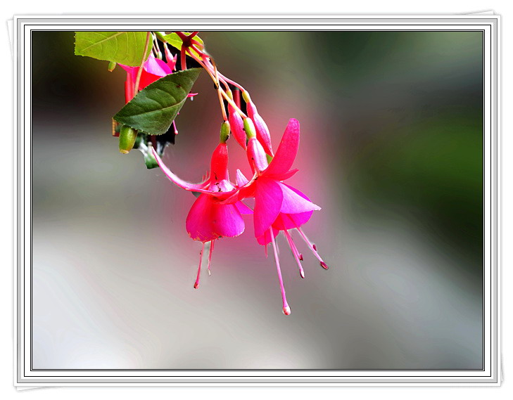小花