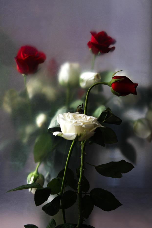 花非花