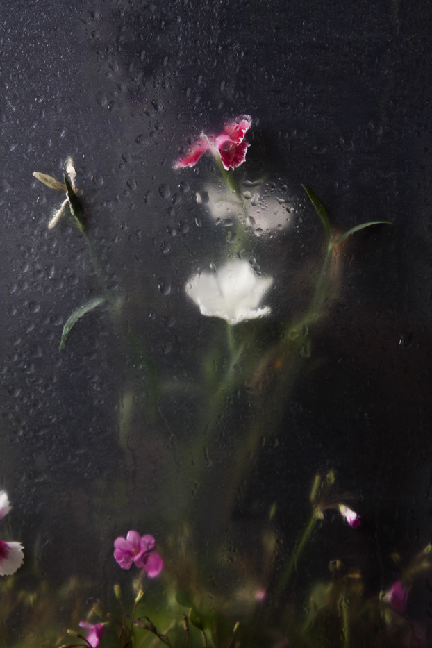 花非花