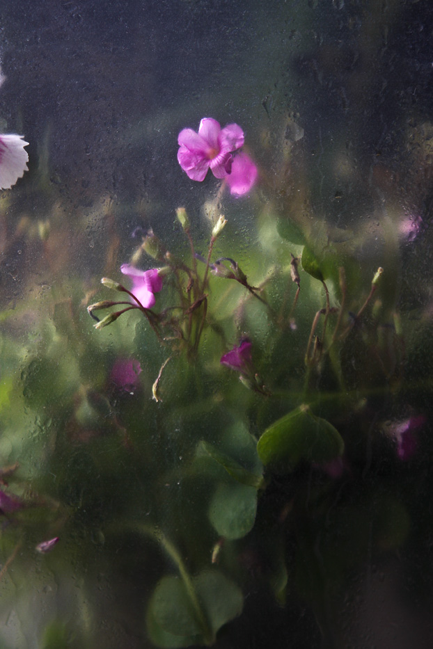 花非花