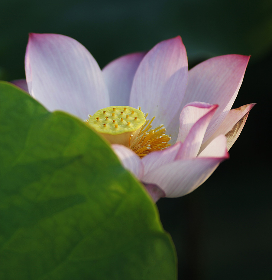 那时花开（不断添加中）
