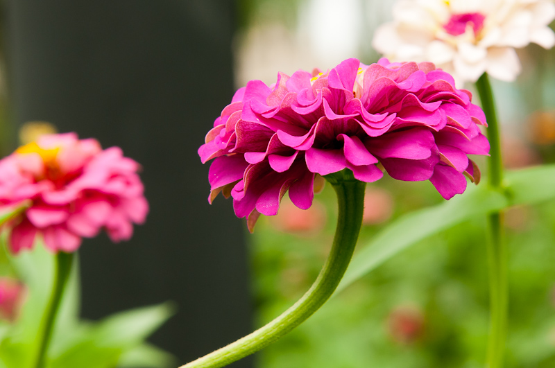 新蕾花色