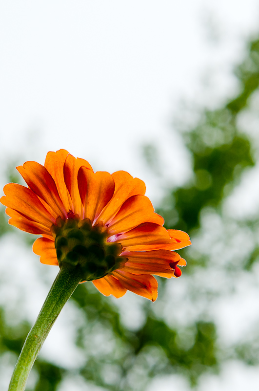 新蕾花色