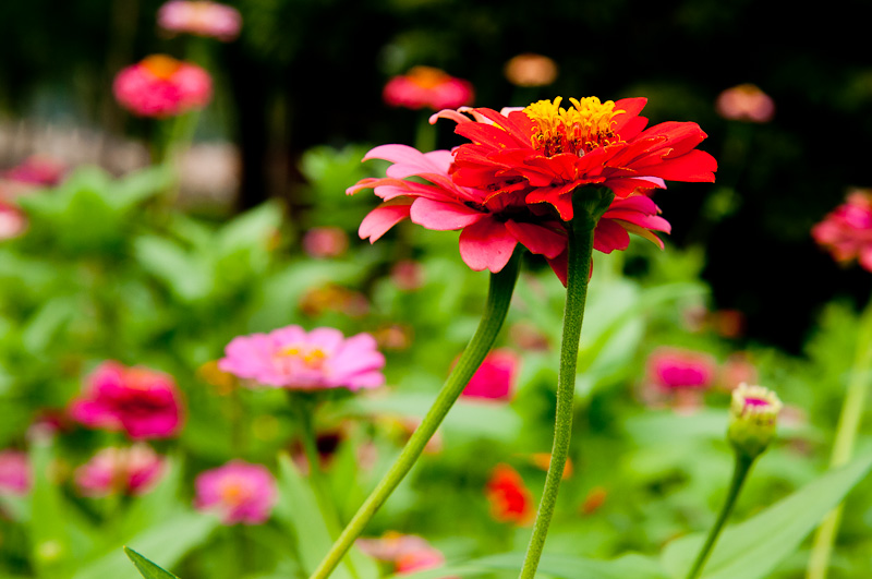 新蕾花色
